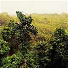 View from the ceiba.