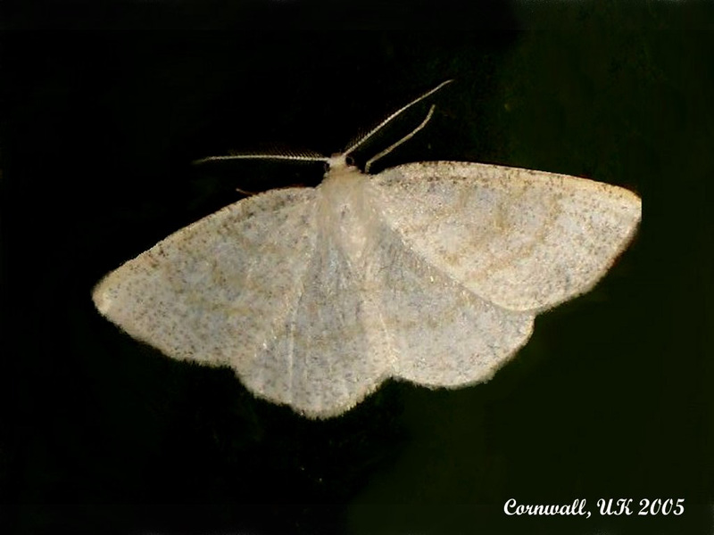 1956 Cabera exanthemata (Common Wave)