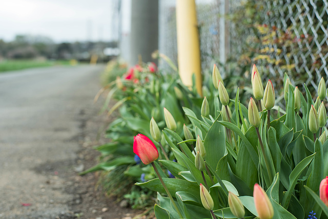 Tulips on the road edge