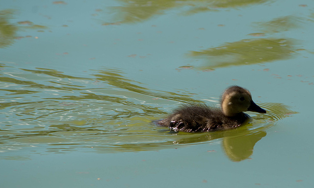 parc des oiseaux Villars les Dombes