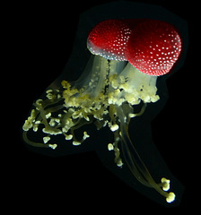 Ozean-Pilze / Ocean Mushrooms