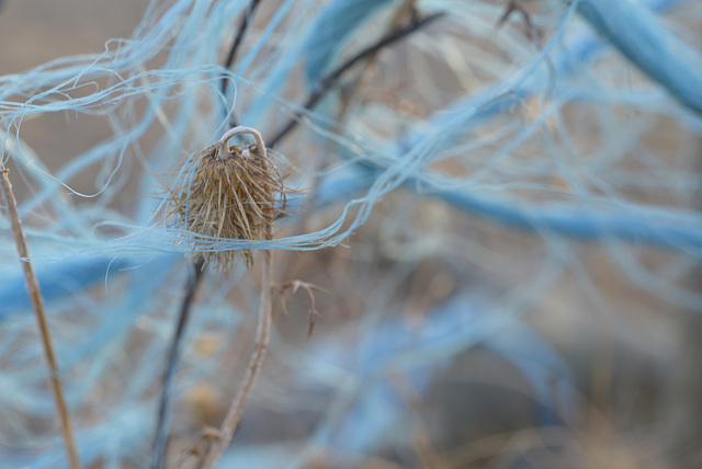 Blue rope  DSC3833