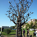 Tree of Life, Europe Square, Tbilisi