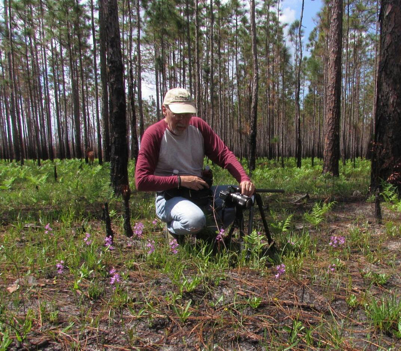 Jim with Calopogon multiflorus orchids -- photo by Jeff Jackson