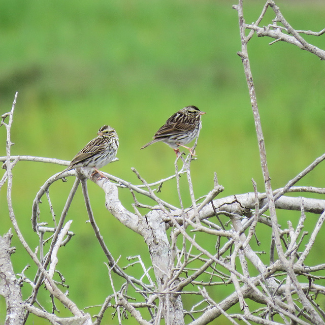 Day 2, Savannah Sparrows, Rockport, South Texas