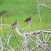 Day 2, Savannah Sparrows, Rockport, South Texas