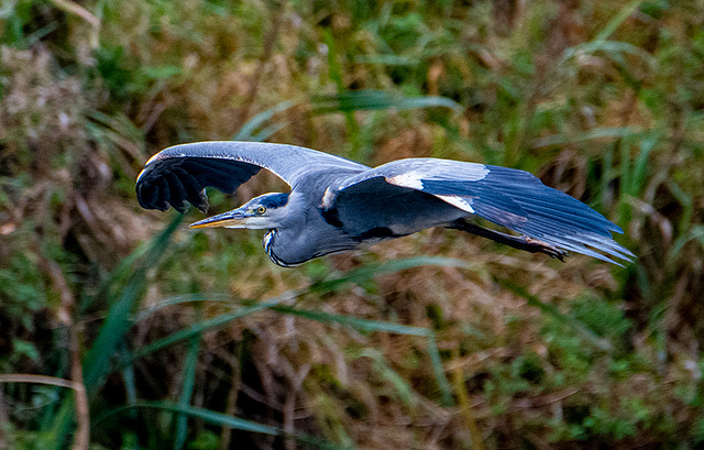 Heron in flight