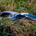 Heron in flight