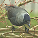 Jackdaw