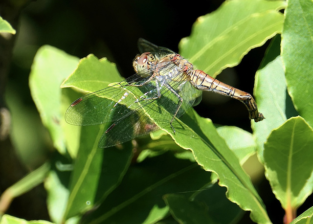 Sehr kleine Libelle  (Heidelibelle...Common Darter Dragonfly)