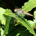 Sehr kleine Libelle  (Heidelibelle...Common Darter Dragonfly)