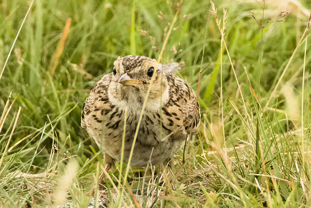 IMG 2130 Meadow Pipitv2