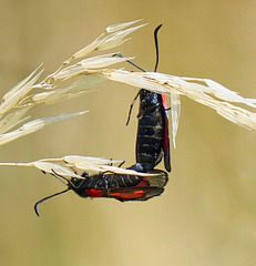 Insekten-Kamasutra (2)__Insect Camasutra (2) - PiP