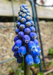 20230403 0038CPw [D~LIP] Traubenhyazinthe (Muscari armeniacum), Bad Salzuflen