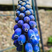 20230403 0038CPw [D~LIP] Traubenhyazinthe (Muscari armeniacum), Bad Salzuflen