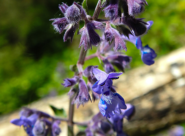 20230531 0531CPw [D~LIP] Katzenminze (Nepeta grandiflora), UWZ, Bad Salzuflen