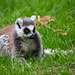 Ring tailed lemur