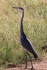 Black-headed heron