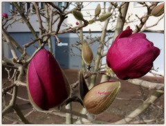 MAGNOLIA 'Genie'............Bon mardi mes ami(e)s ❤️