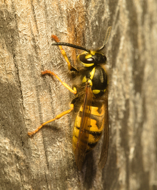 EF7A4703 Wasp