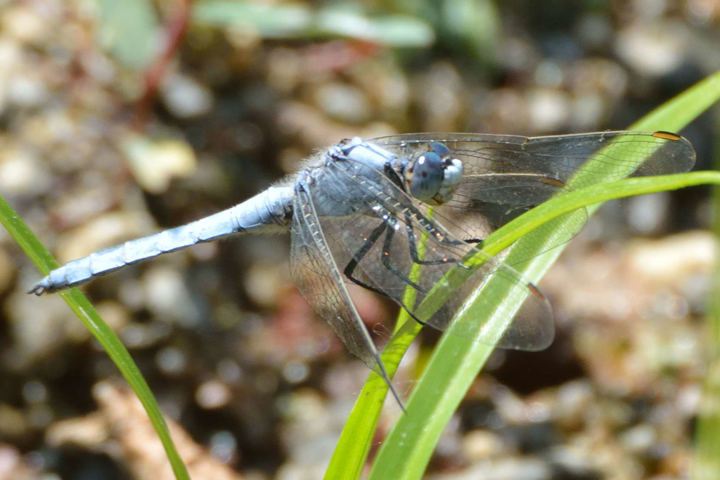 Southern Skimmer m (Orthetrum brunneum) 07