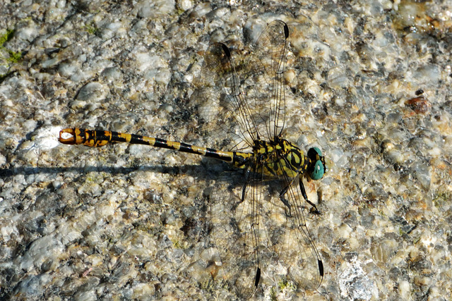 Small Pincertail (Onychogomphus forcipatus) 3