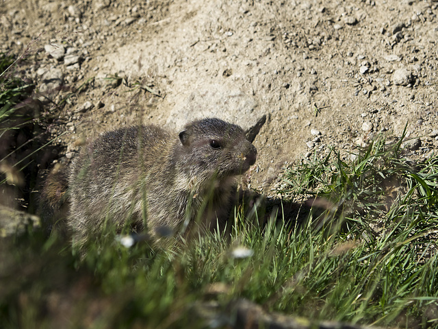 The wildlife of Livigno, Sondrio - Marmot