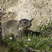 The wildlife of Livigno, Sondrio - Marmot