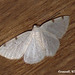 1957 Lomographa bimaculata (White-pinion Spotted)