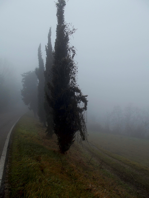 alberi nella nebbia
