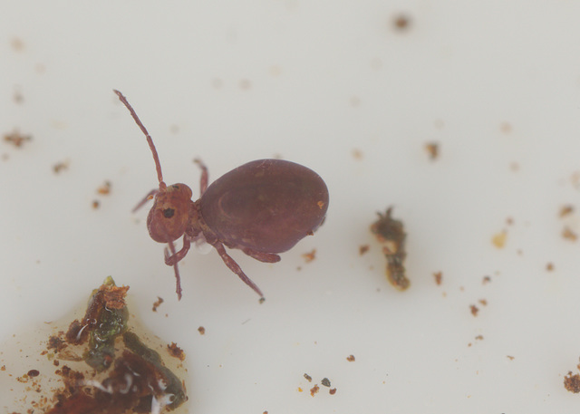 EF7A9803Springtail