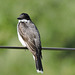 Eastern Kingbird