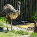 20170527 1734CPw [D~LIP] Emu, Vogelpark Detmold-Heiligenkirchen