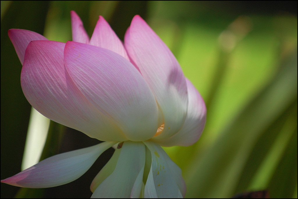 lotus blossom
