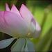 lotus blossom