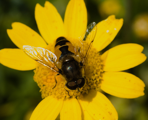 HoverflyIMG 6477