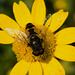 HoverflyIMG 6477