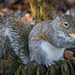 Squirrel 3e4