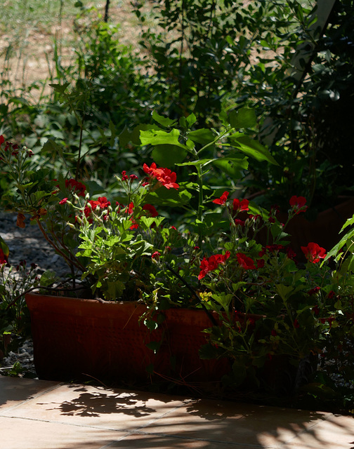 red pelargonium