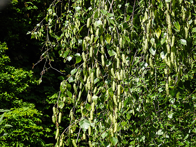 20230531 0532CPw [D~LIP] Hänge Birke (Betula pendula), UWZ, Bad Salzuflen