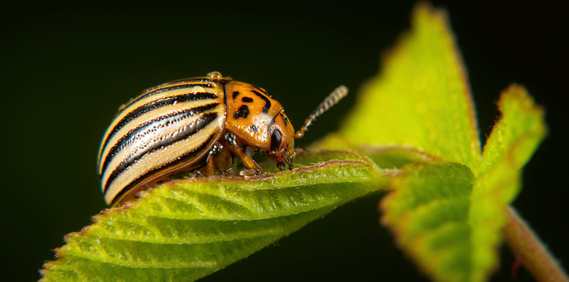 Der ungeliebte Kartoffelkäfer (Leptinotarsa decemlineata) hat sich sehen lassen :))  The unloved potato beetle (Leptinotarsa decemlineata) was impressive :))  Le doryphore mal aimé de la pomme de terre (Leptinotarsa ​​​​decemlineata) était impr