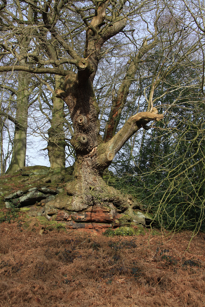 Hawkstone Park Follies