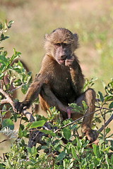 Baby Baboon