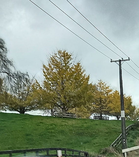 Row Of Trees