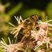 EF7A4706 Hoverfly