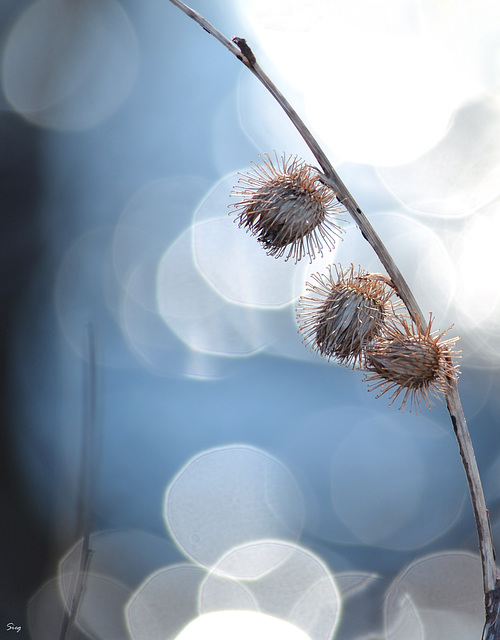 Light in blue