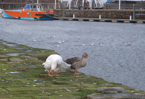 oaw - whitehaven geese