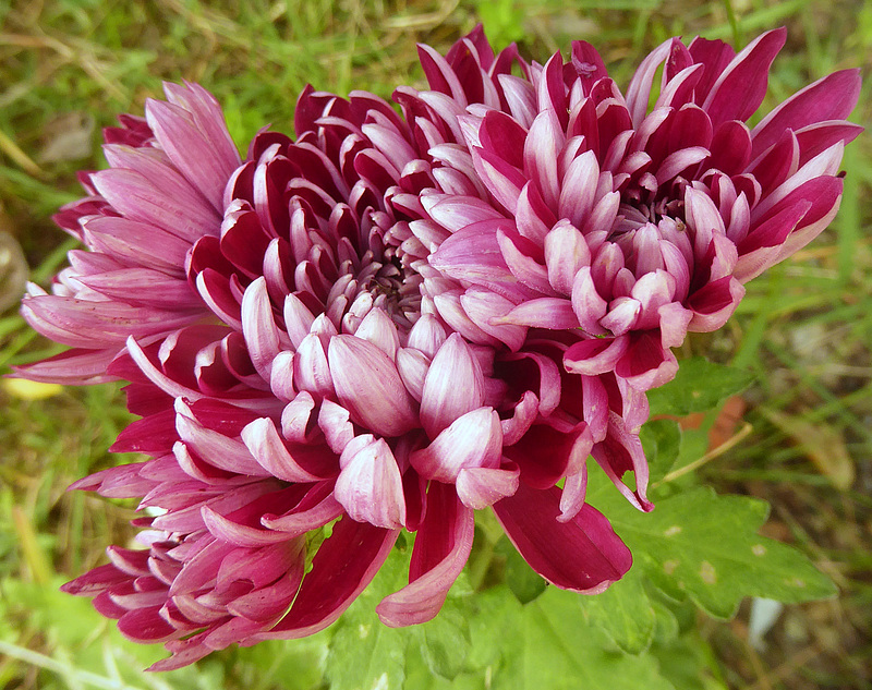 variegated mums