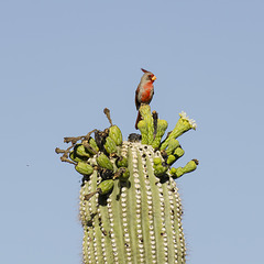 Pyrrhuloxia