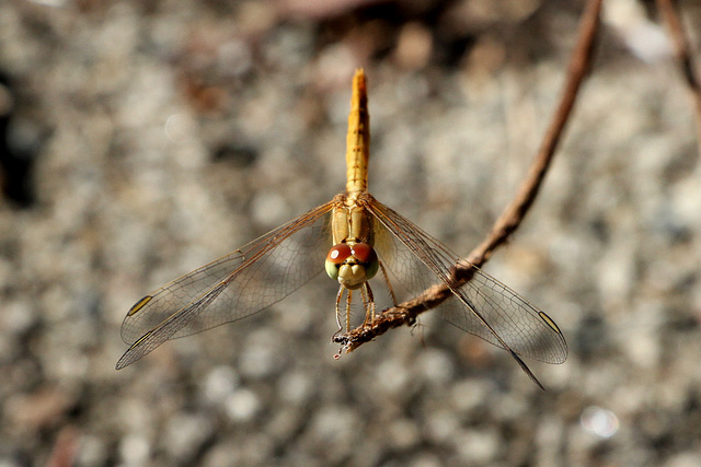 Female Scarlet Percher